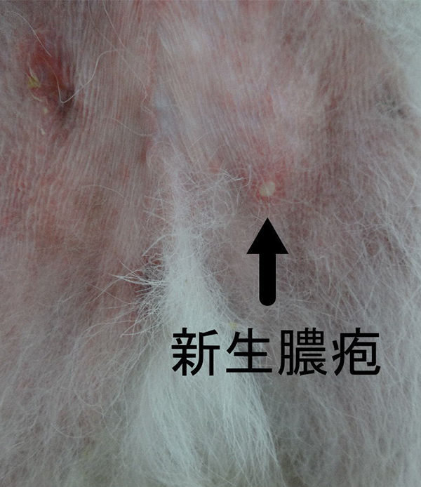 病変の格が拡大像見