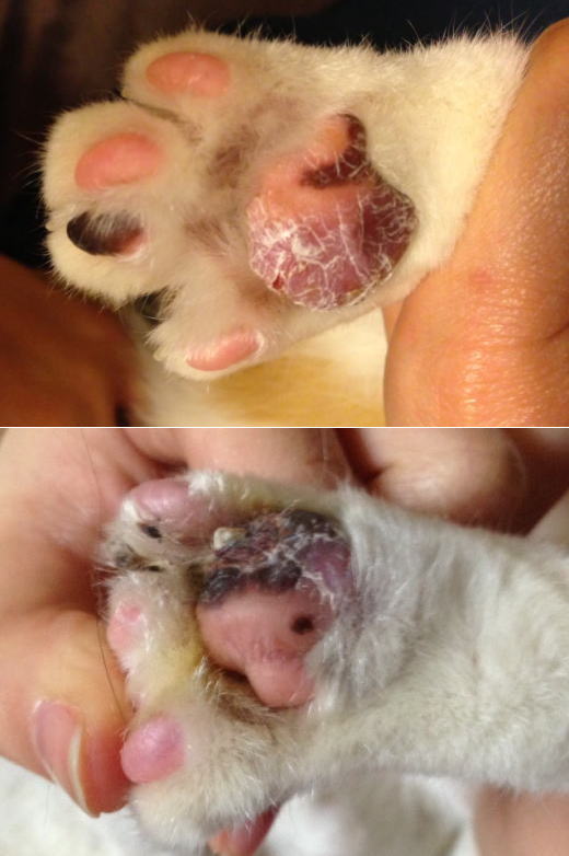 猫形質細胞肢端皮膚炎