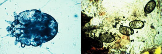 犬疥癬虫虫体および虫卵検査所見