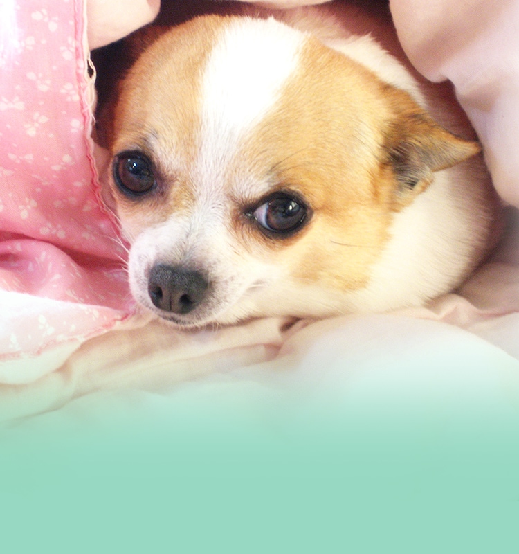 松原動物病院 公式 愛知県半田市の動物病院