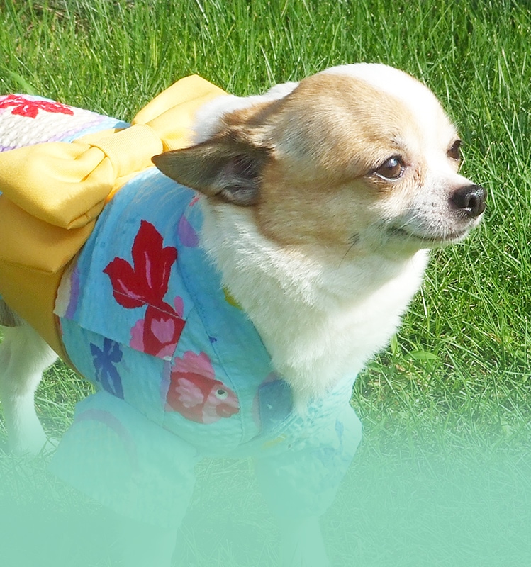 松原動物病院 公式 愛知県半田市の動物病院